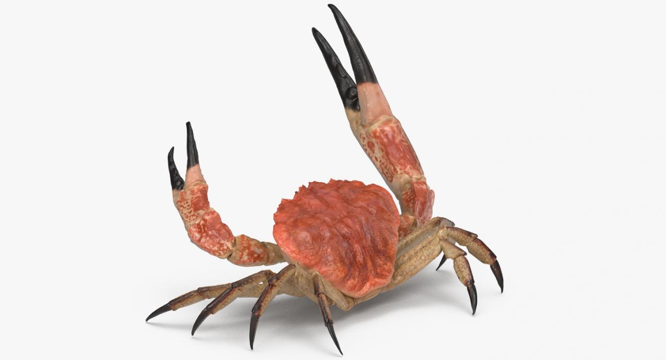 Tasmanian Giant Crab Fighting Pose 3D model