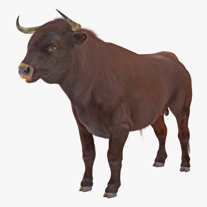 3D Bull with Fur model