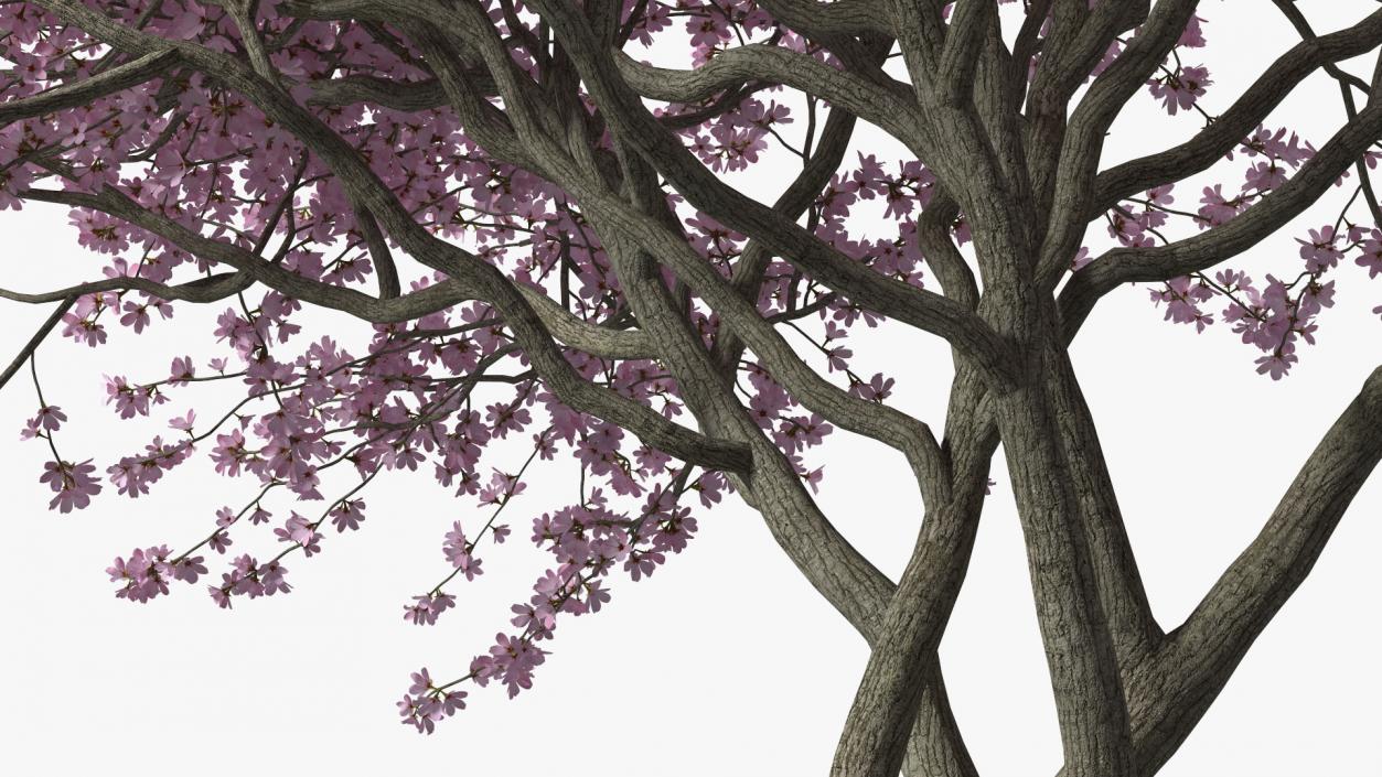 3D Flowering Purple Leaf Plum Tree
