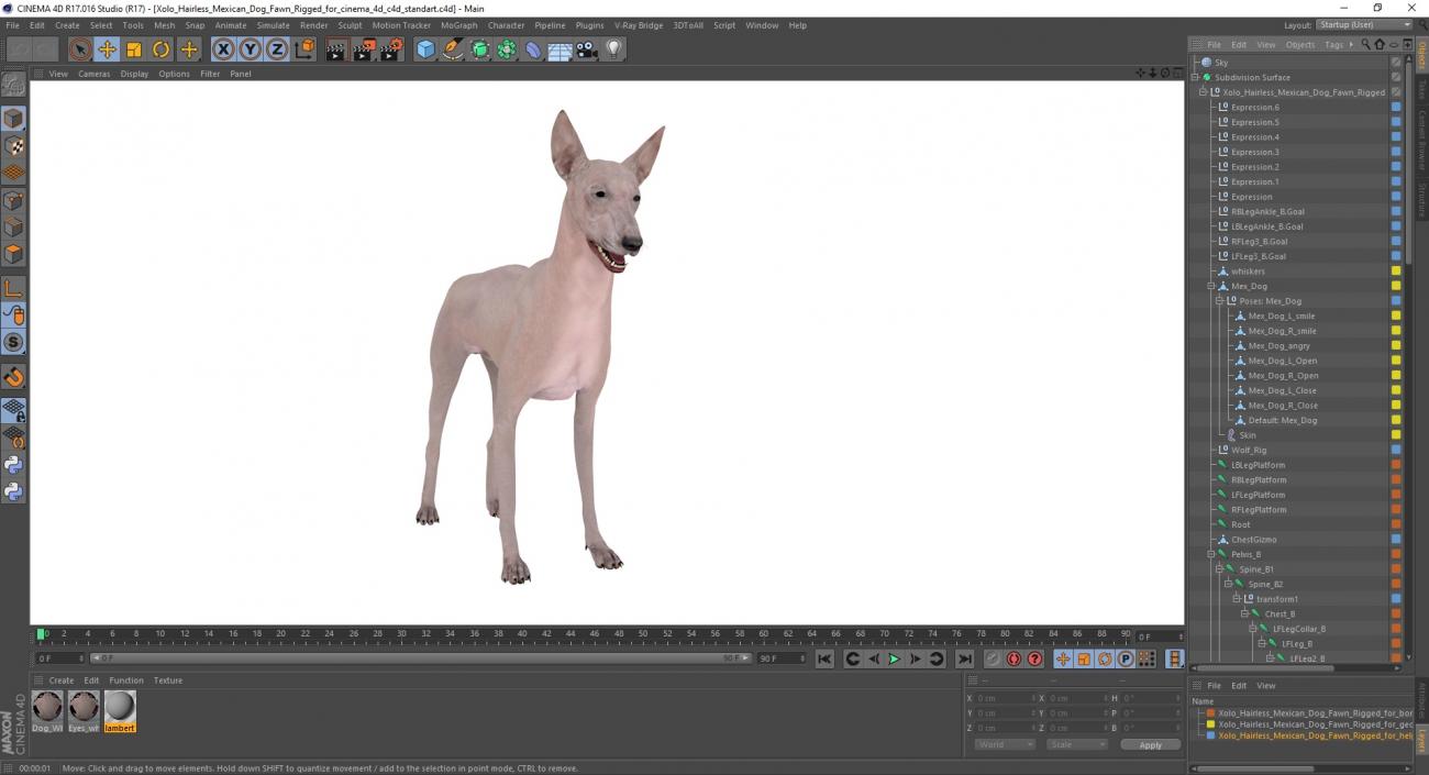 3D Xolo Hairless Mexican Dog Fawn Rigged for Cinema 4D