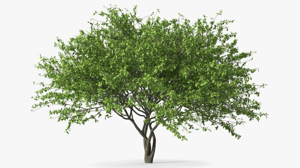 Plum Tree 3D model