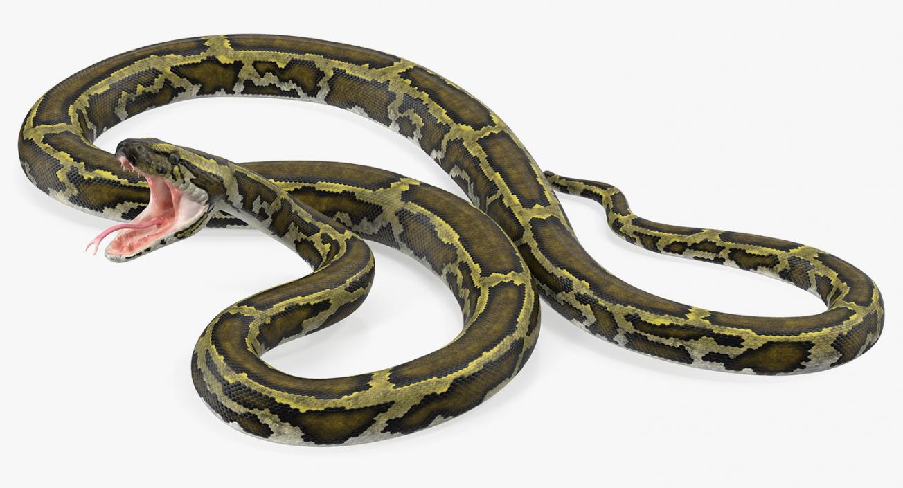 3D model Green Python Snake Rigged