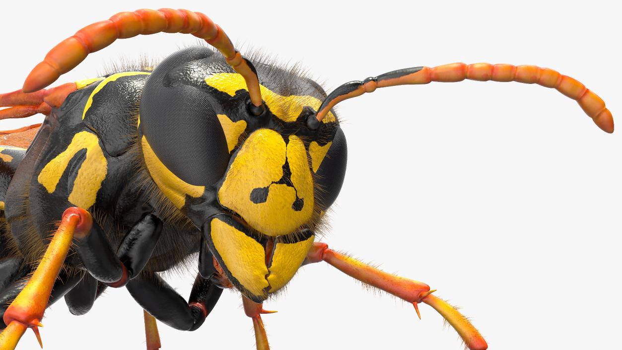 3D model Wasp Fur Rigged