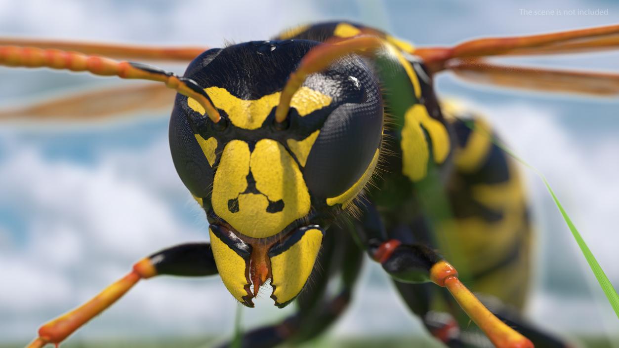 3D model Wasp Fur Rigged