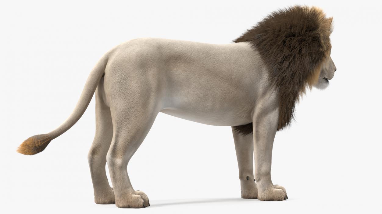 Male White Lion Fur 3D model