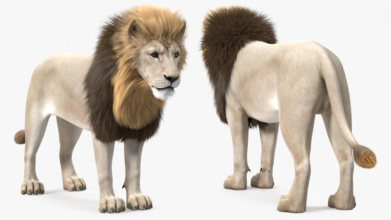Male White Lion Fur 3D model