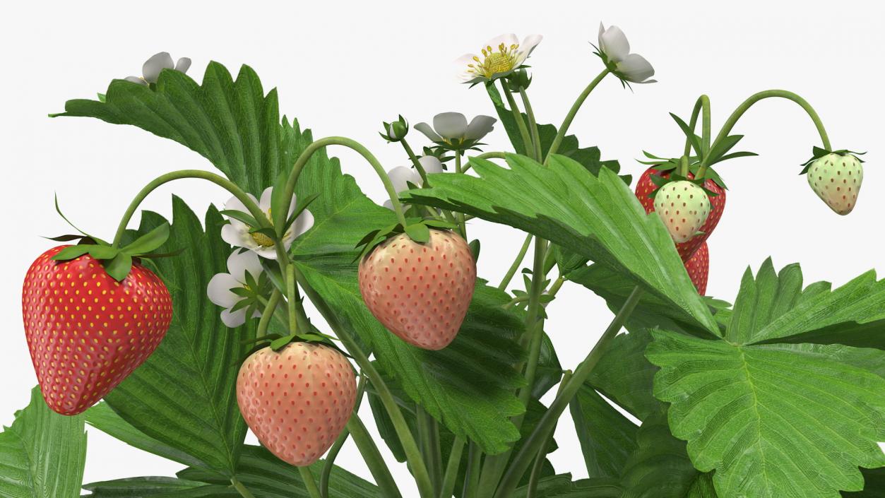 3D model Bush of Strawberry Plant with Fruits Set