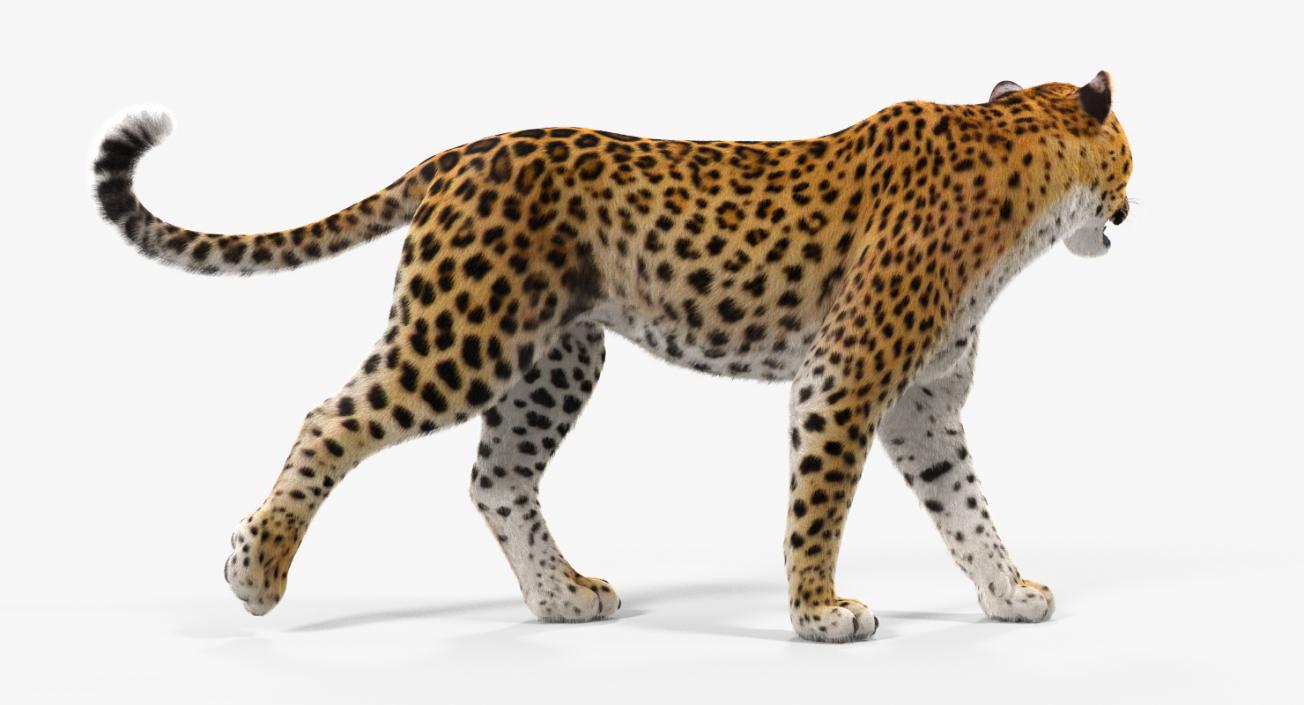 3D Leopard Rigged with Fur model