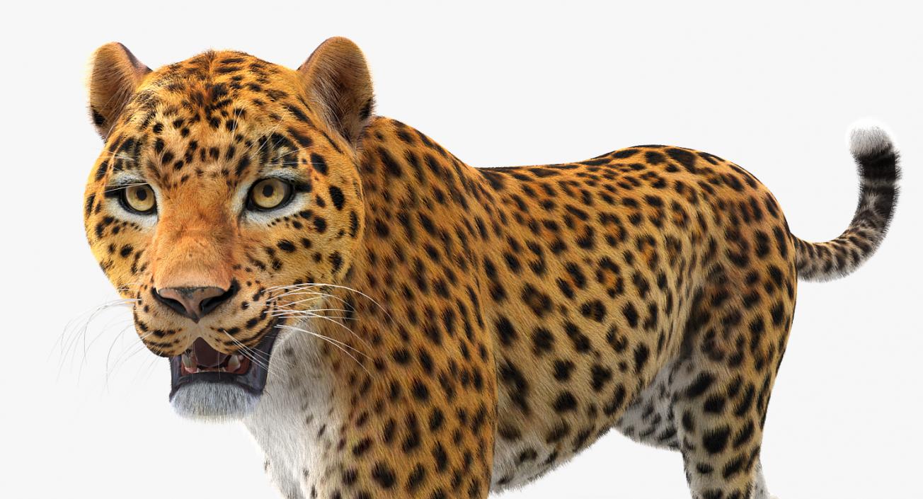 3D Leopard Rigged with Fur model