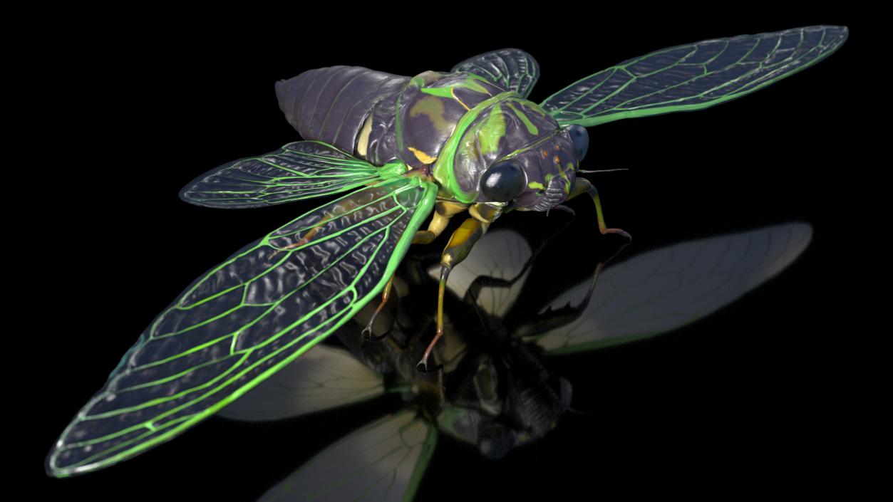 3D Cicada Rigged model