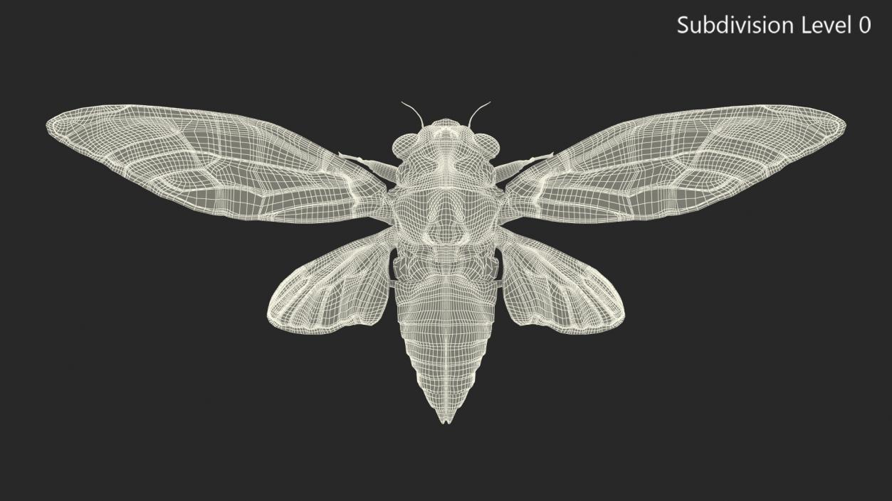 3D Cicada Rigged model