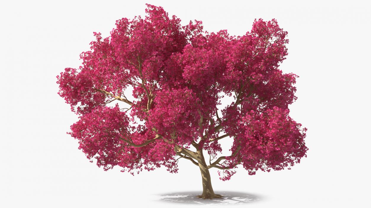 3D model Tabebuia Avellanedae Tree