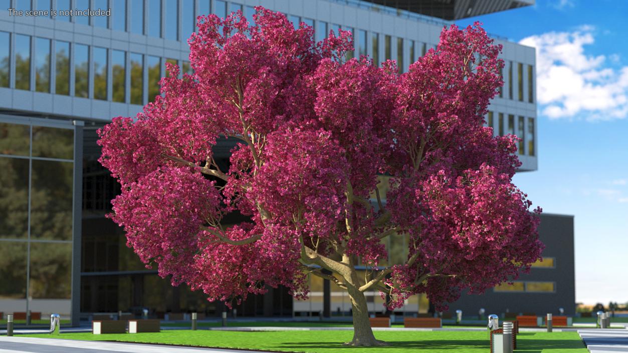 3D model Tabebuia Avellanedae Tree