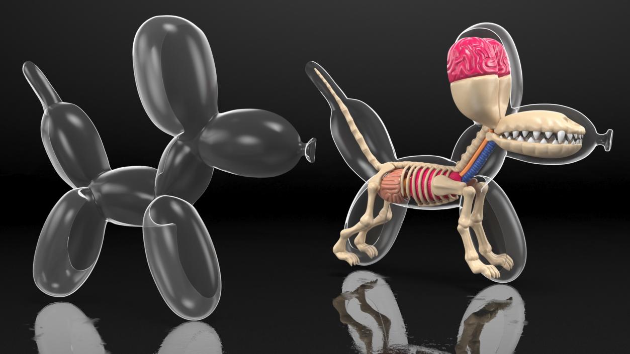 3D Mini Balloon Dog Skeleton Anatomy model