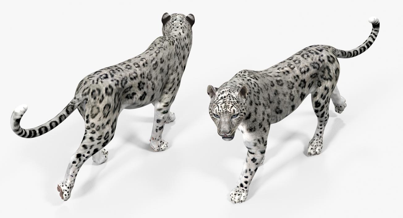 Snow Leopard Rigged 3D model