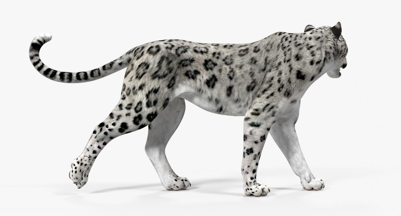 Snow Leopard Rigged 3D model