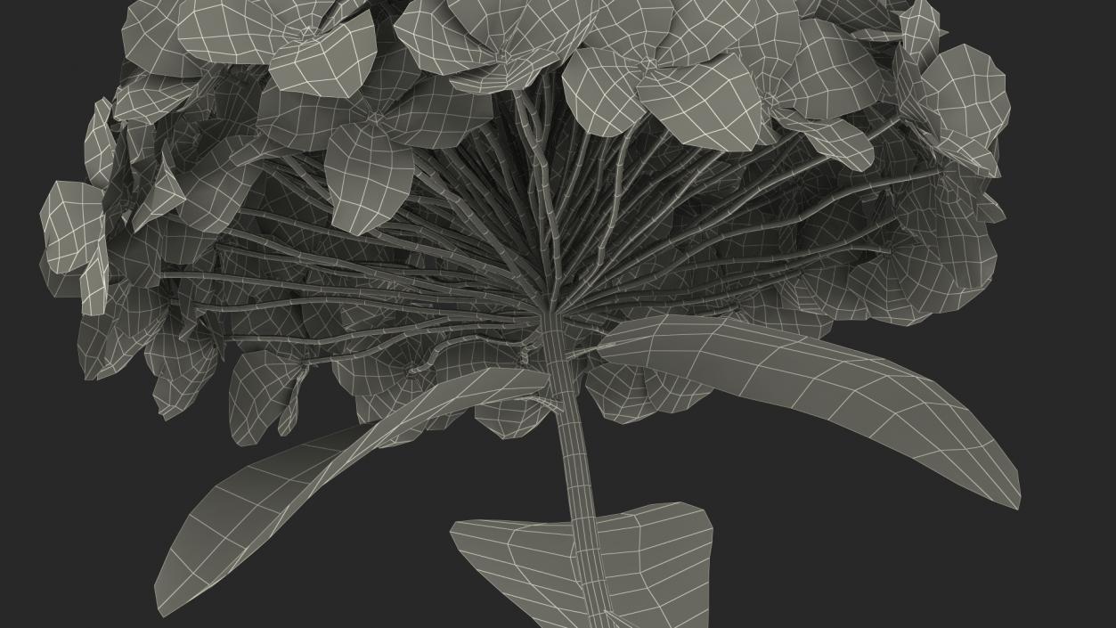 White Hydrangea Flower Branch 3D model