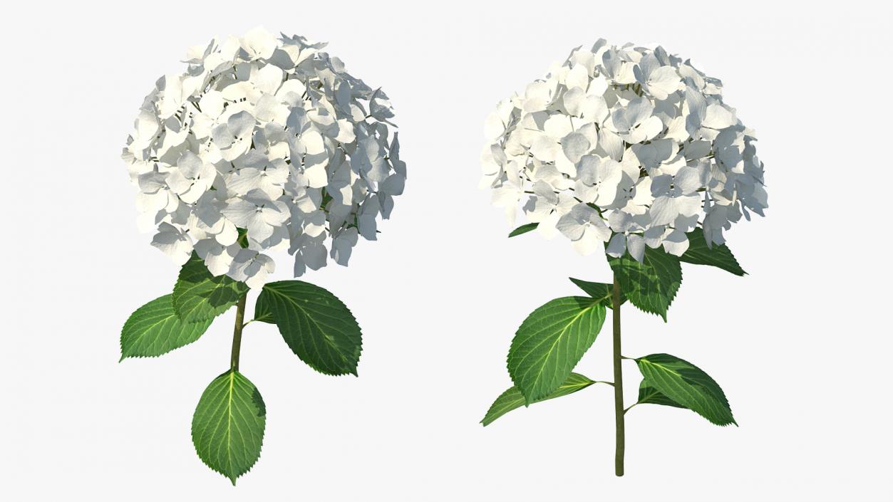 White Hydrangea Flower Branch 3D model