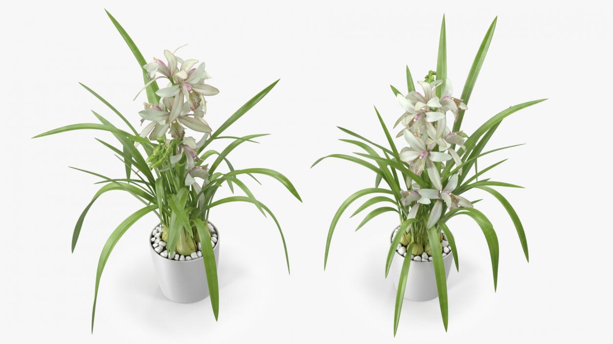 White Orchid Flower Pot Fur 3D