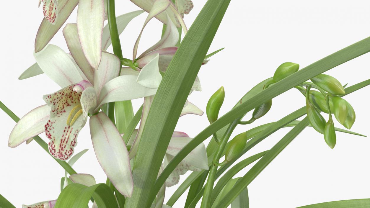 White Orchid Flower Pot Fur 3D
