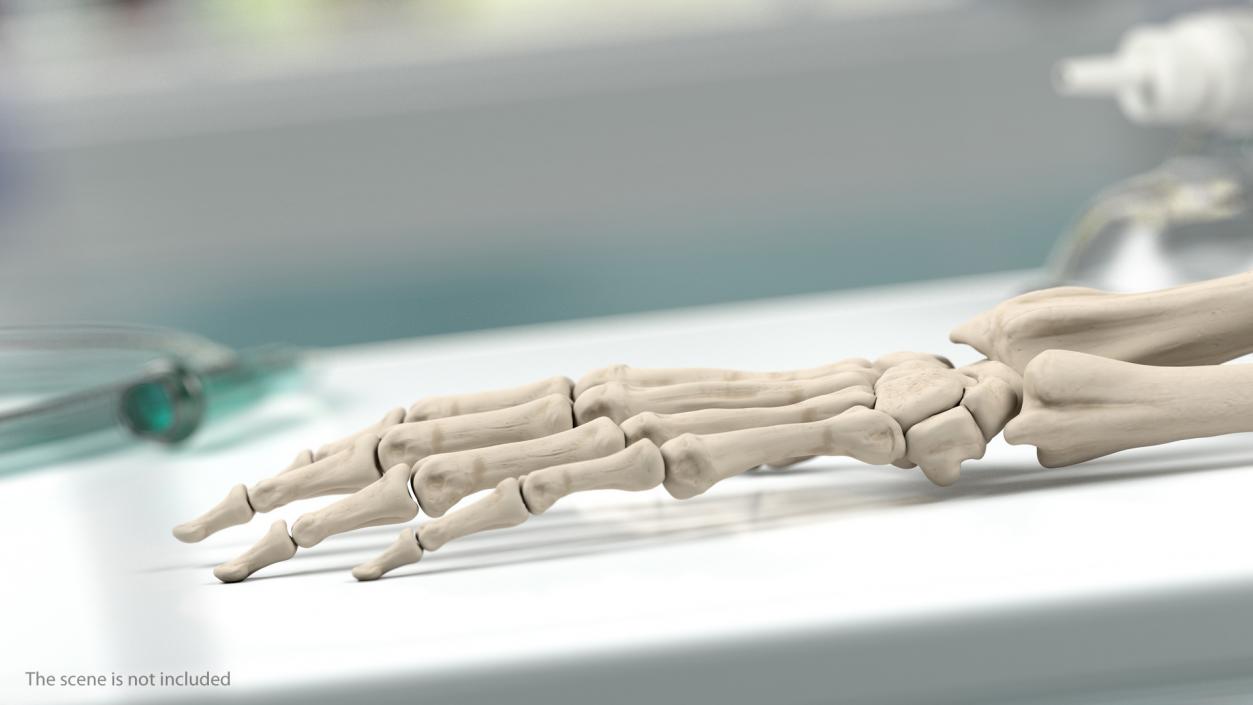 3D Male Skeleton Muscular System and Skin model