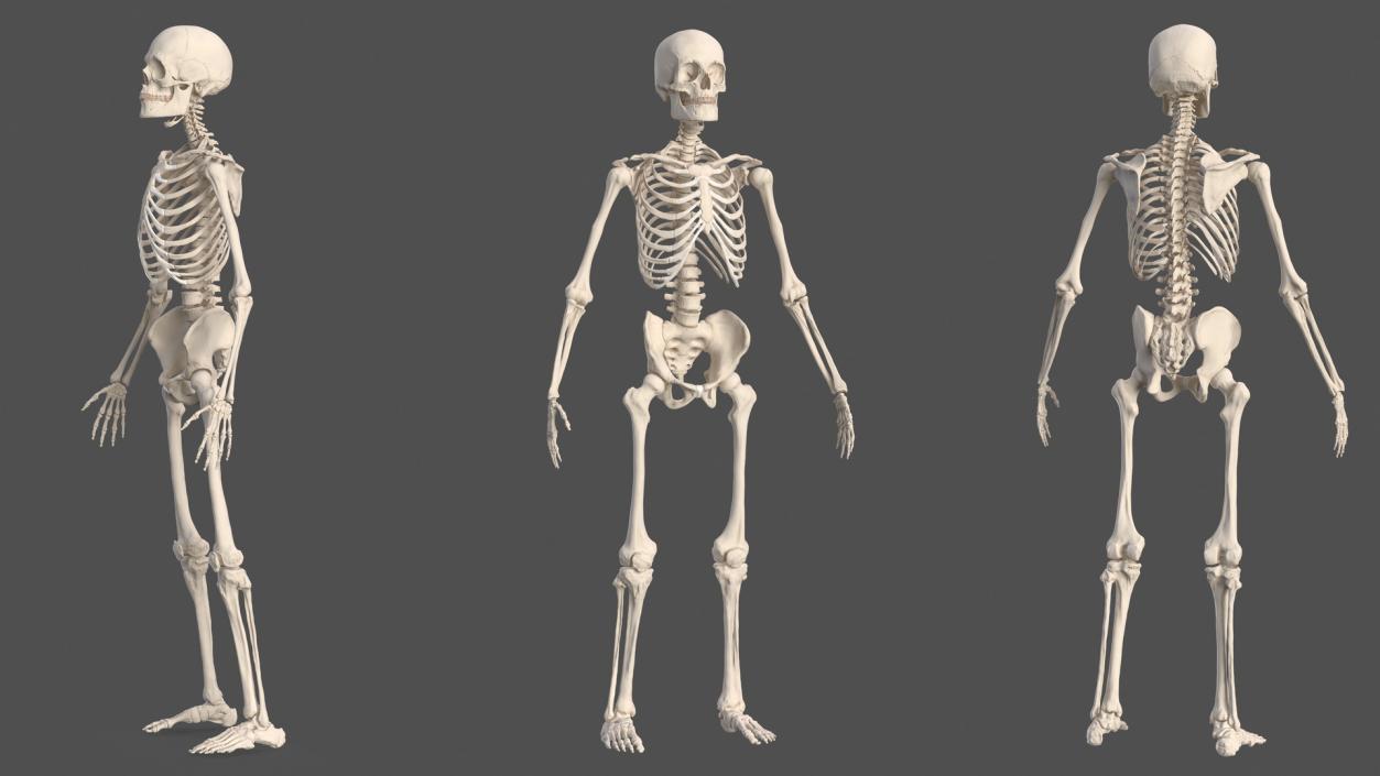 3D Male Skeleton Muscular System and Skin model