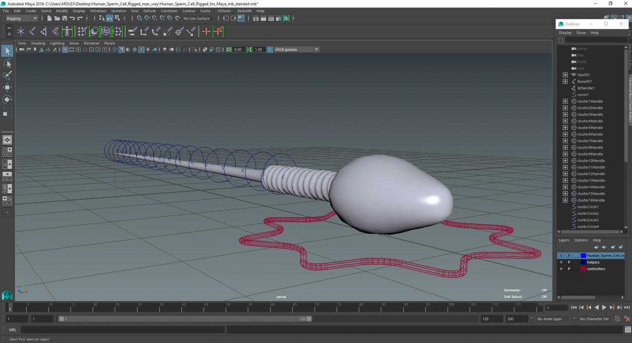 Human Sperm Cell Rigged for Maya 3D