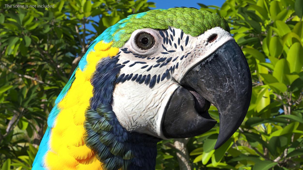 3D Blue and Yellow Macaw Parrot Neutral Pose