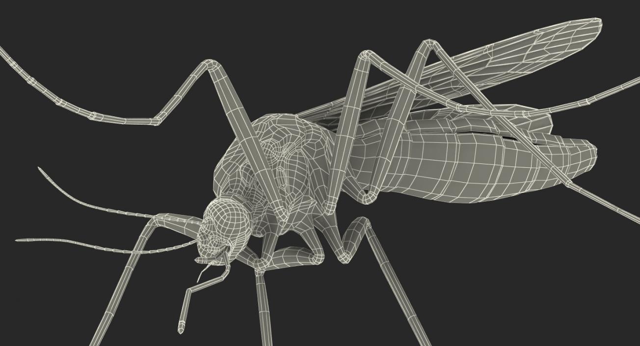 Mosquito Sucks Blood with Fur 3D model