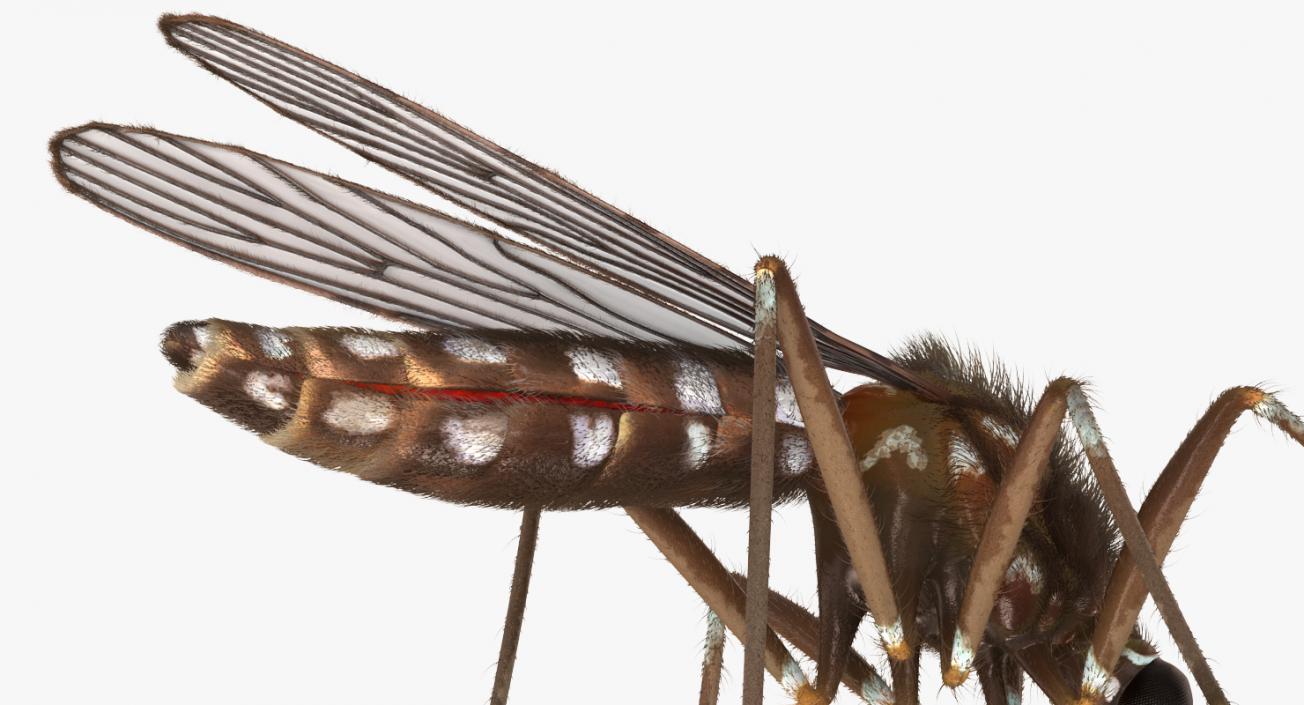 Mosquito Sucks Blood with Fur 3D model