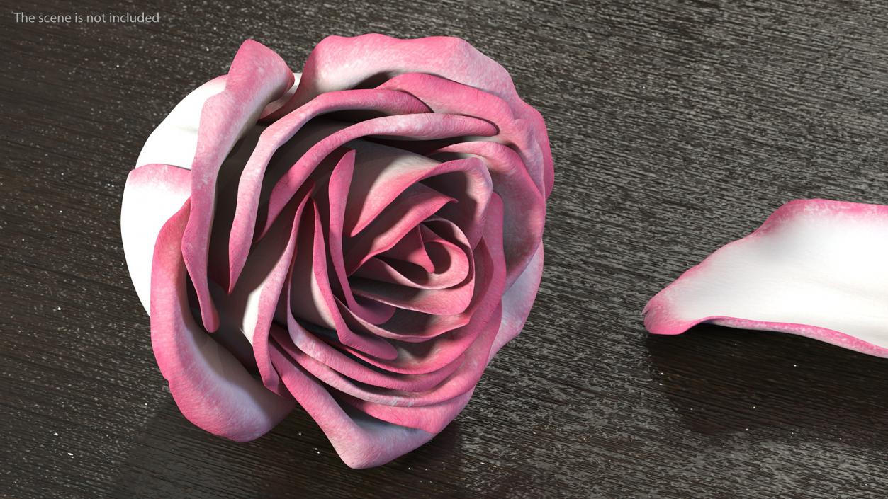 3D Rose Bud Pink model