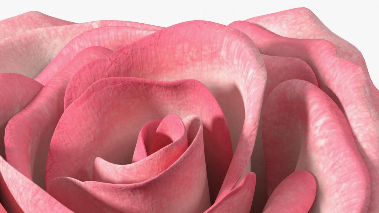 3D Rose Bud Pink model