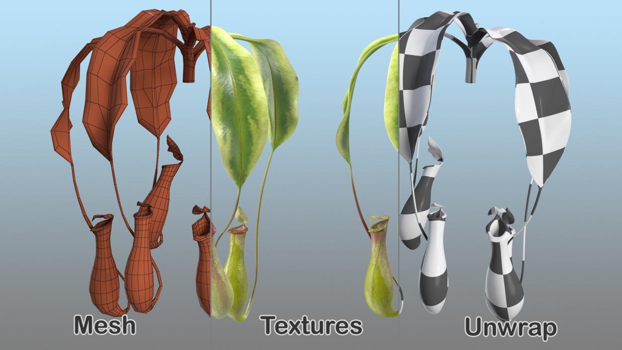 Nepenthes Alata Flower 3D
