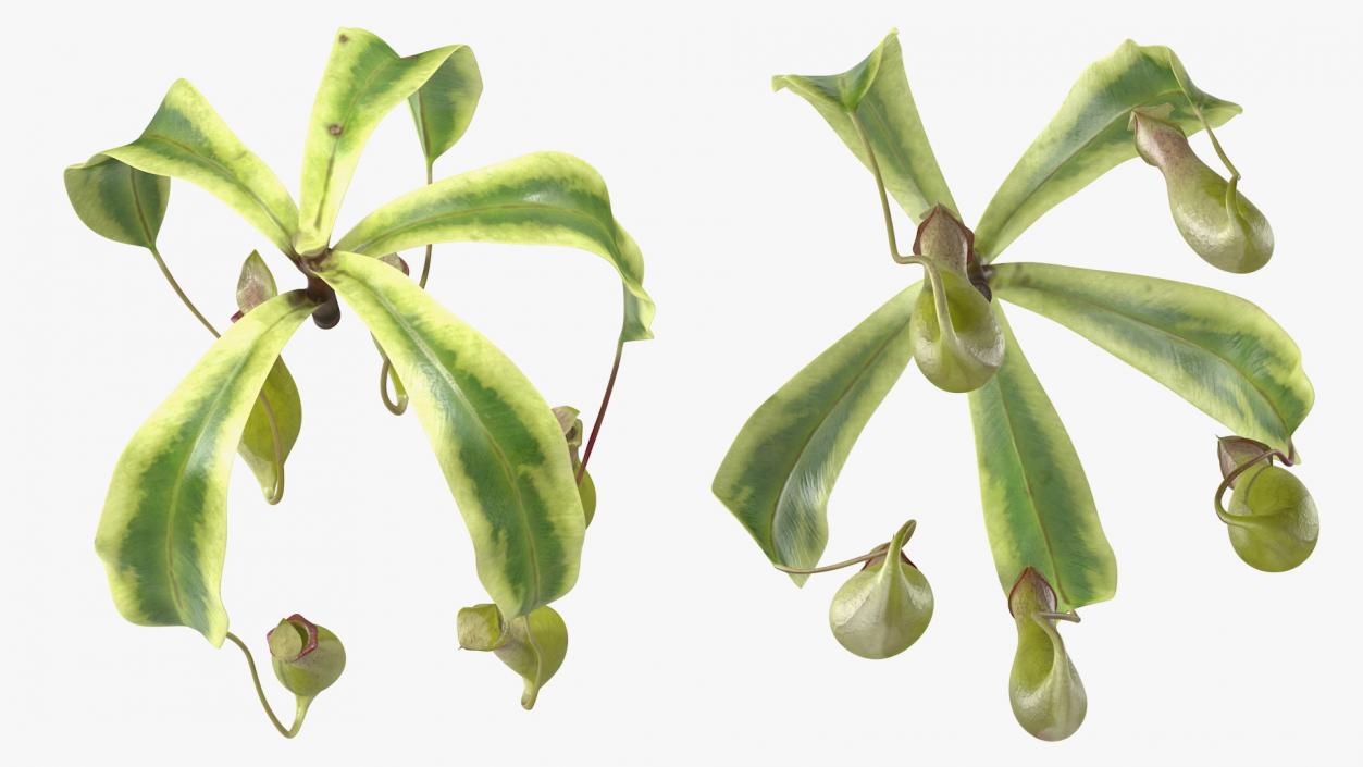 Nepenthes Alata Flower 3D