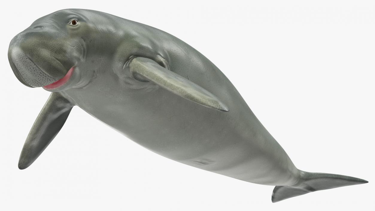 3D model Dugong