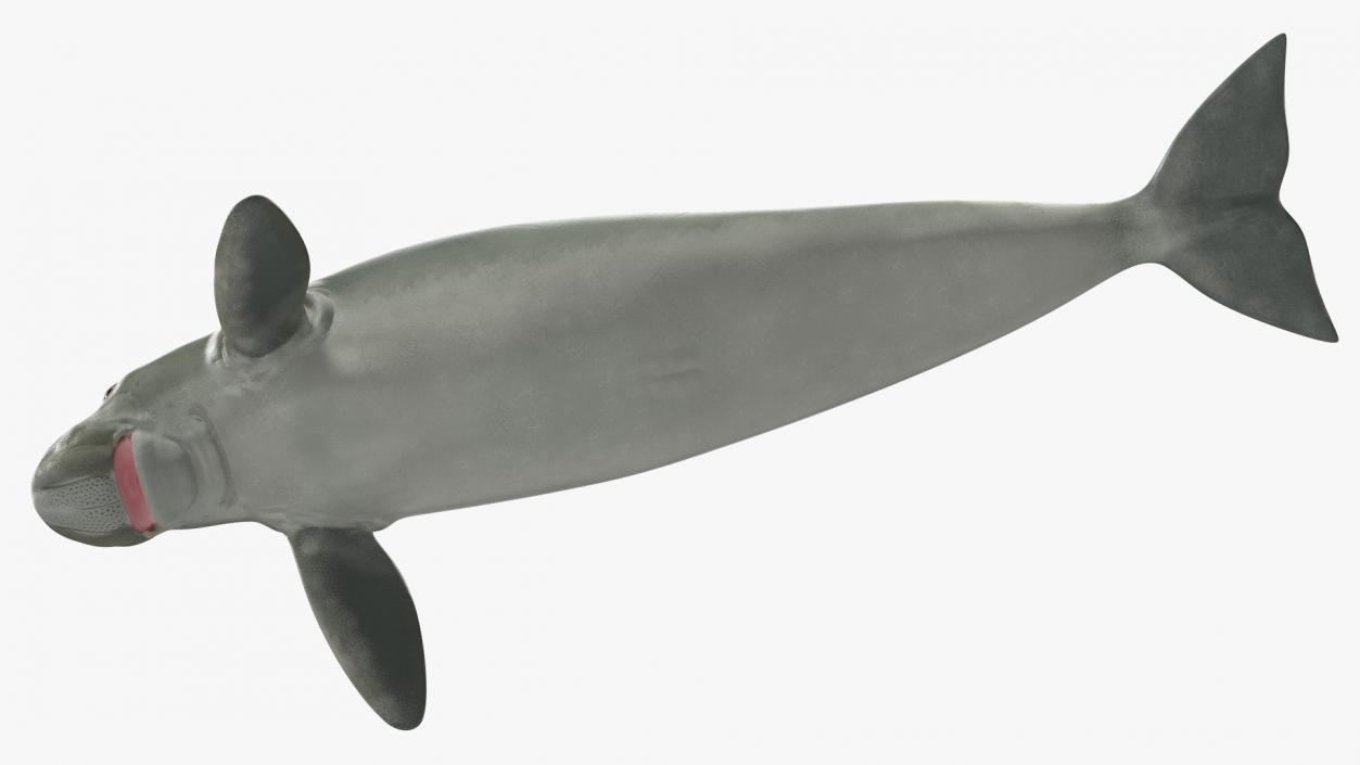 3D model Dugong