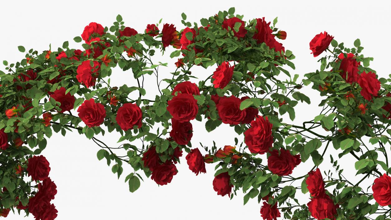 3D Branch Curly Roses model