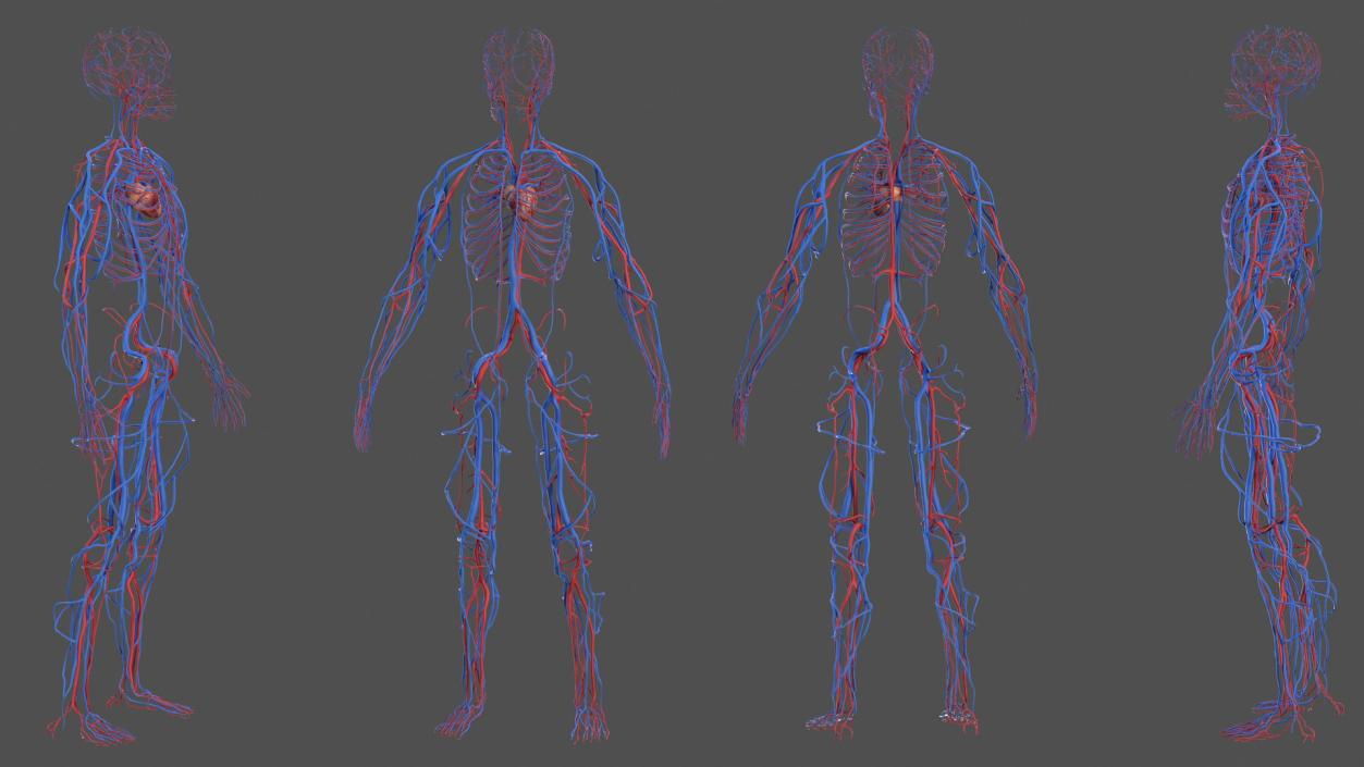 Male Skeleton and Cardiovascular System 3D model