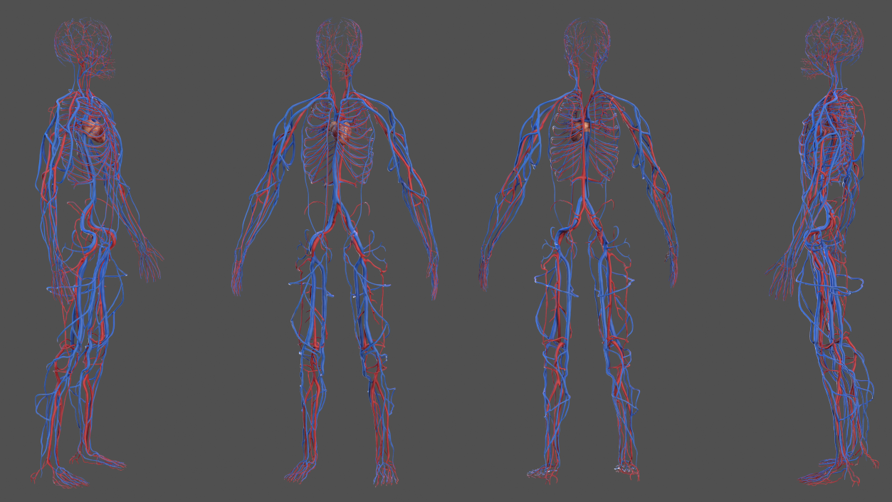 Male Skeleton and Cardiovascular System 3D model