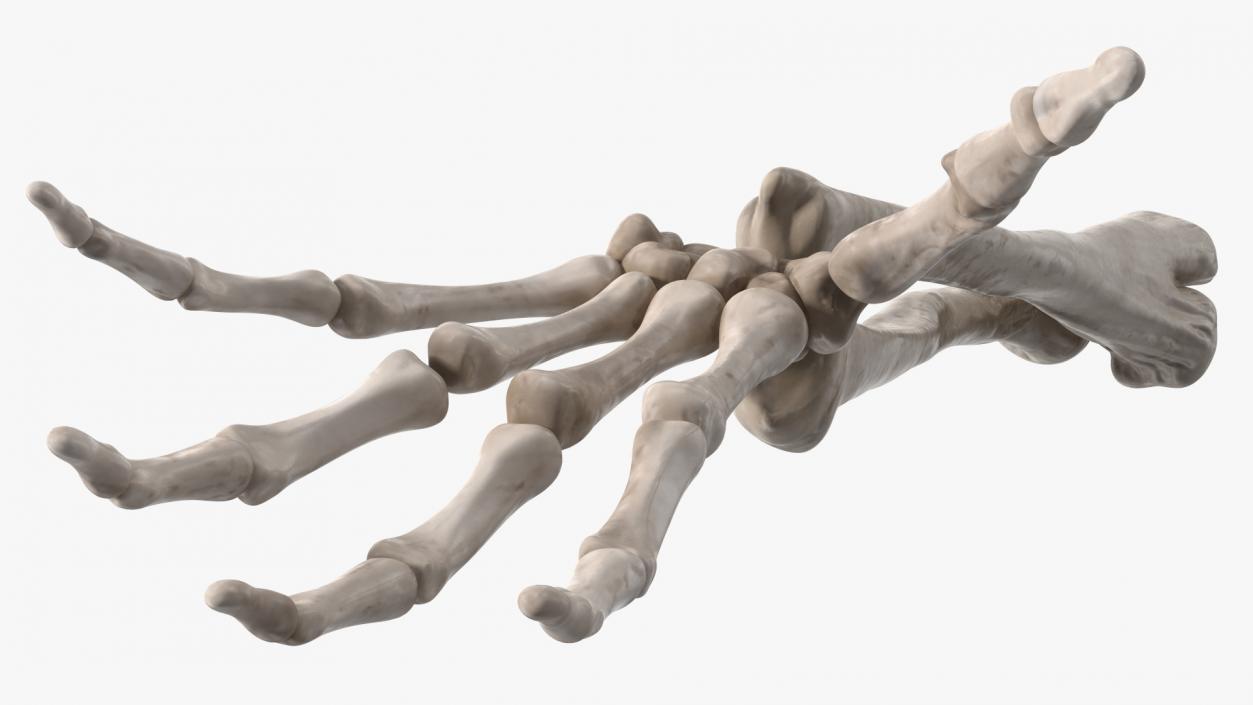 Skeleton Arm 3D