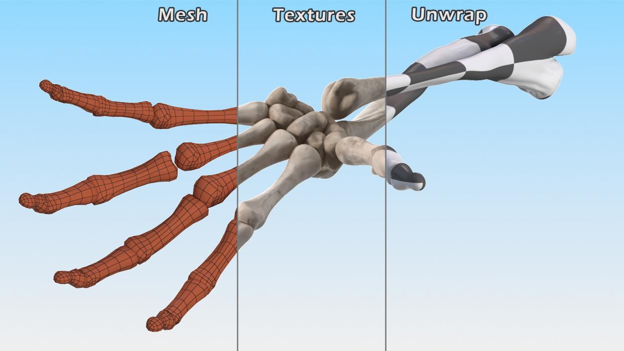 Skeleton Arm 3D