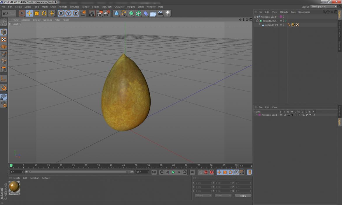 Avocado Seed 3D