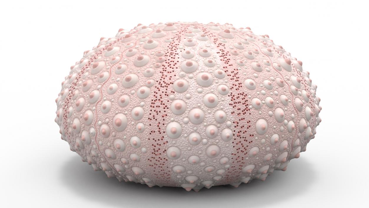 Cornish Sea Urchin Shell Pink 3D model