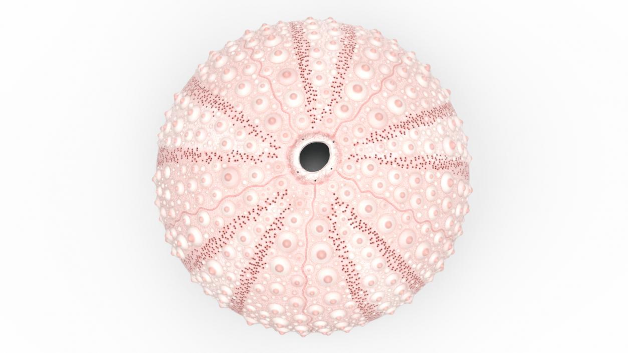 Cornish Sea Urchin Shell Pink 3D model