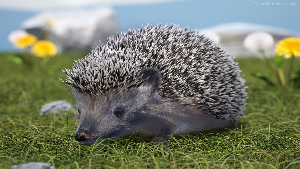 3D Walk Black Hedgehog Fur model