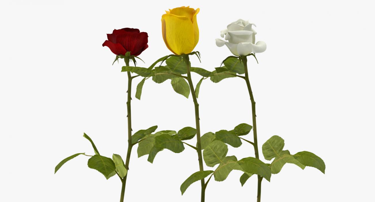 3D Roses Collection 2 model