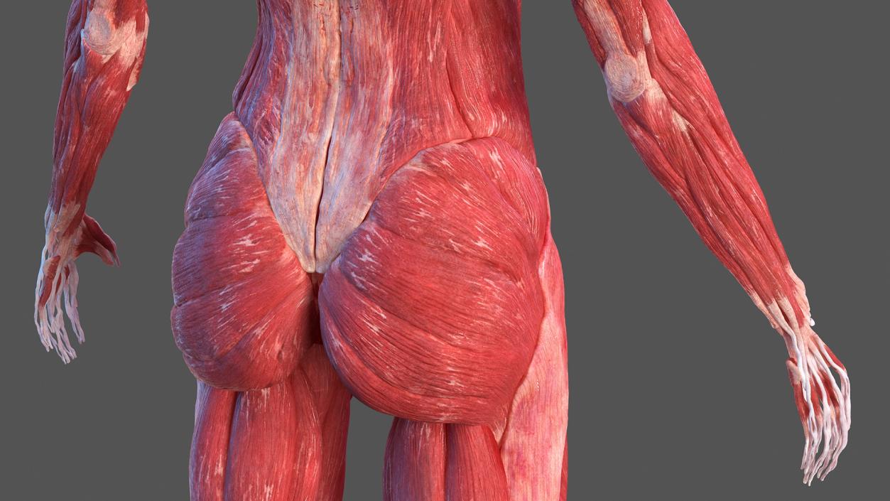 Female Musculoskeletal System Anatomy 3D