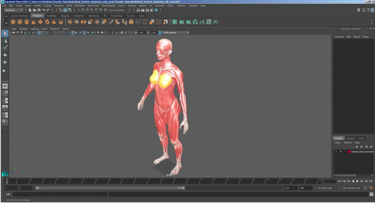 Female Musculoskeletal System Anatomy 3D
