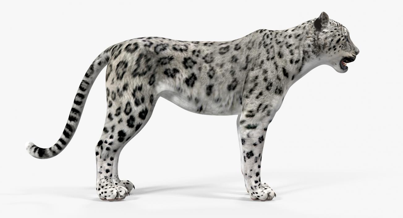 Snow Leopard 3D