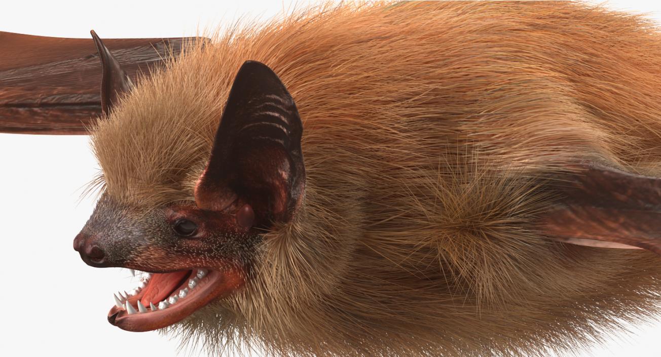Bat with Fur 3D